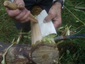 How to Make Bark Bread  from a Tree that Grows on Almost Every Street in America